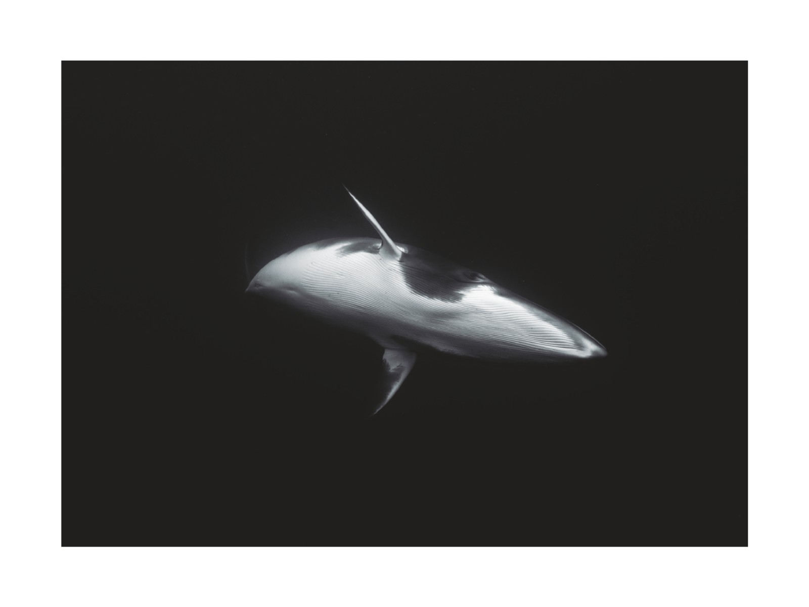 item preview