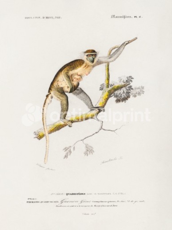 Cercopithecus Griseus | Poster | Optimalprint
