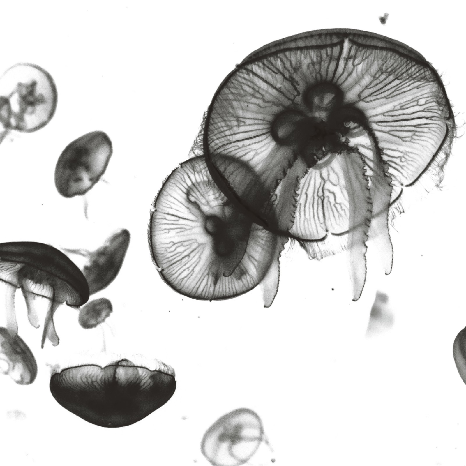 item preview