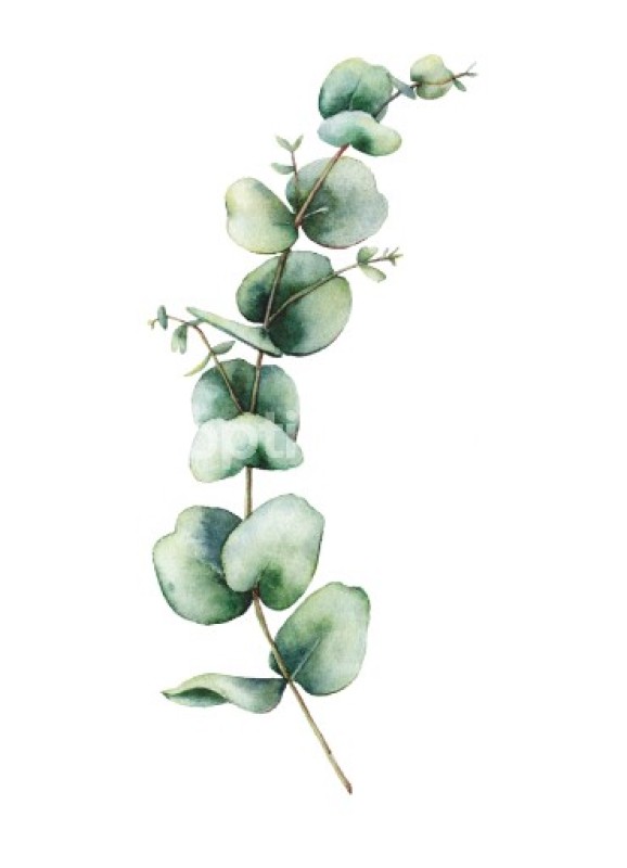 Aquarell Eukalyptus Zweig | Poster