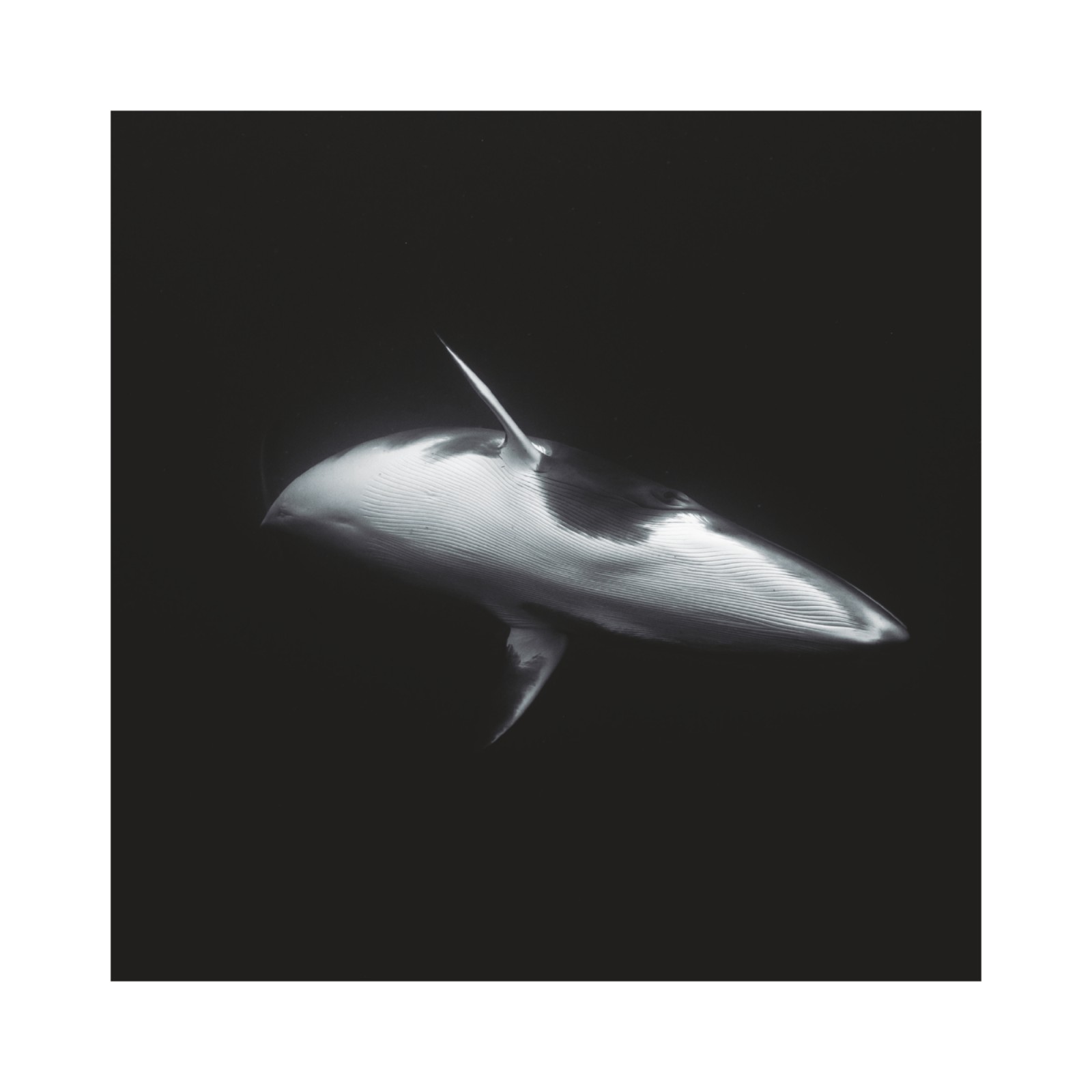 item preview