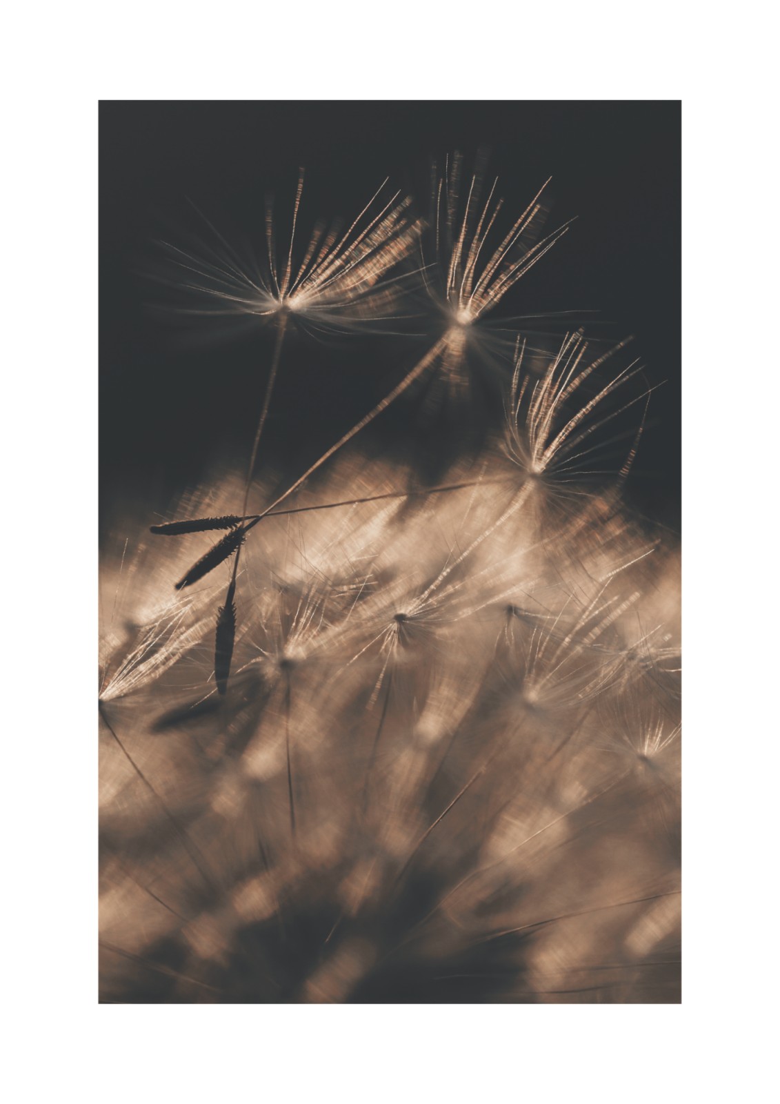 item preview