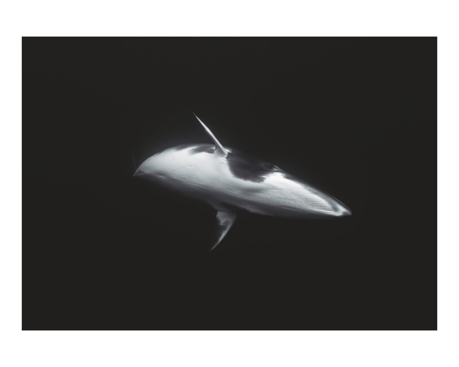 item preview