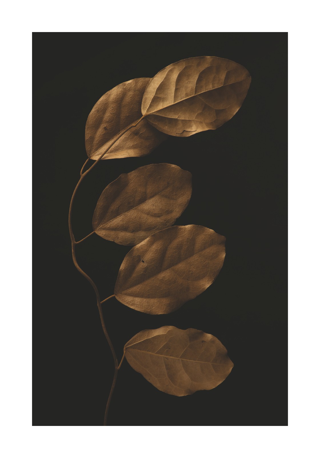item preview