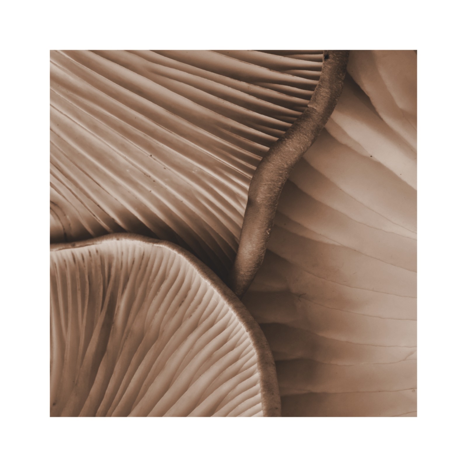 item preview