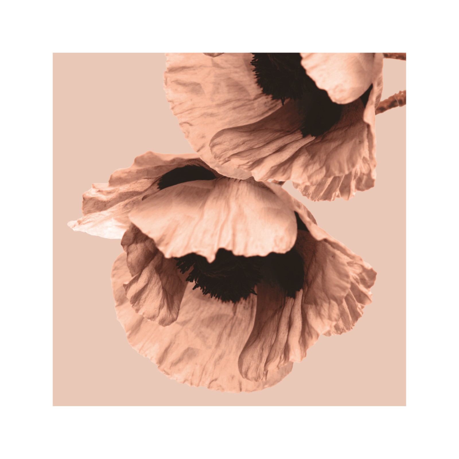 item preview