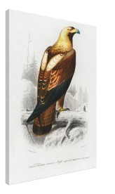 item preview