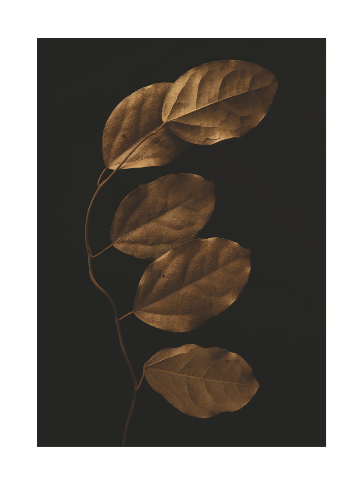 item preview