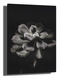 item preview