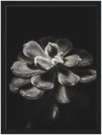 item preview