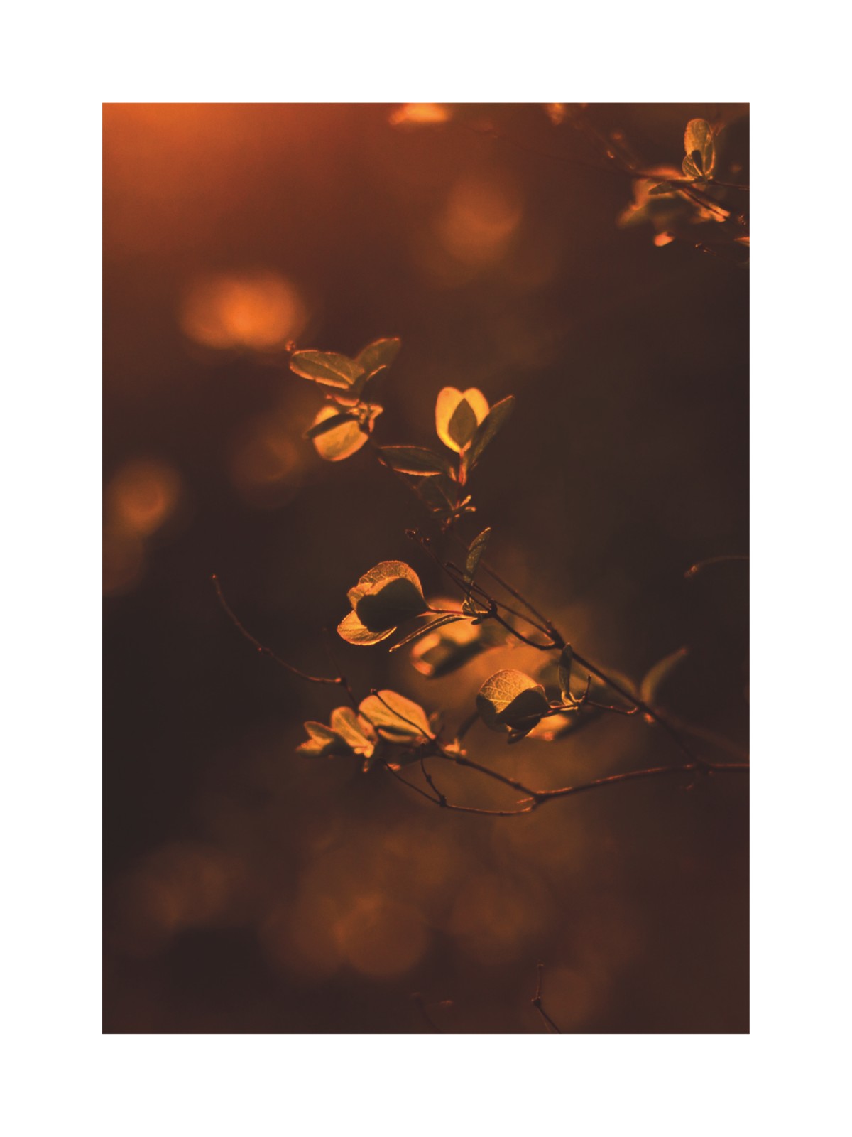 item preview