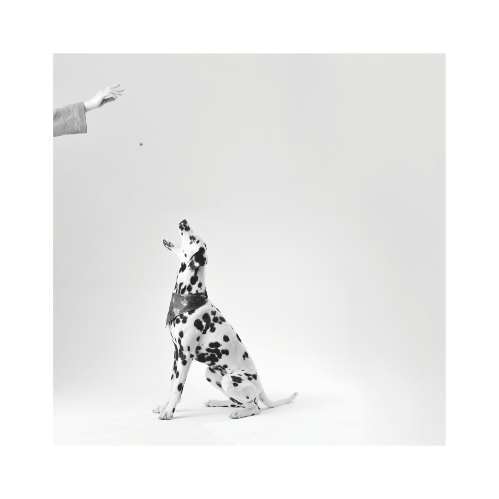 item preview