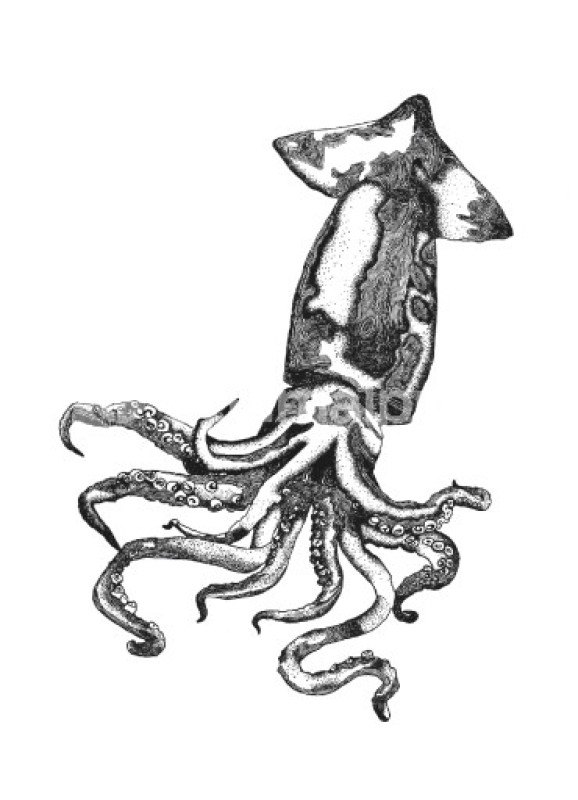 Squid Illustration B&W | Studio Selection Poster | Optimalprint