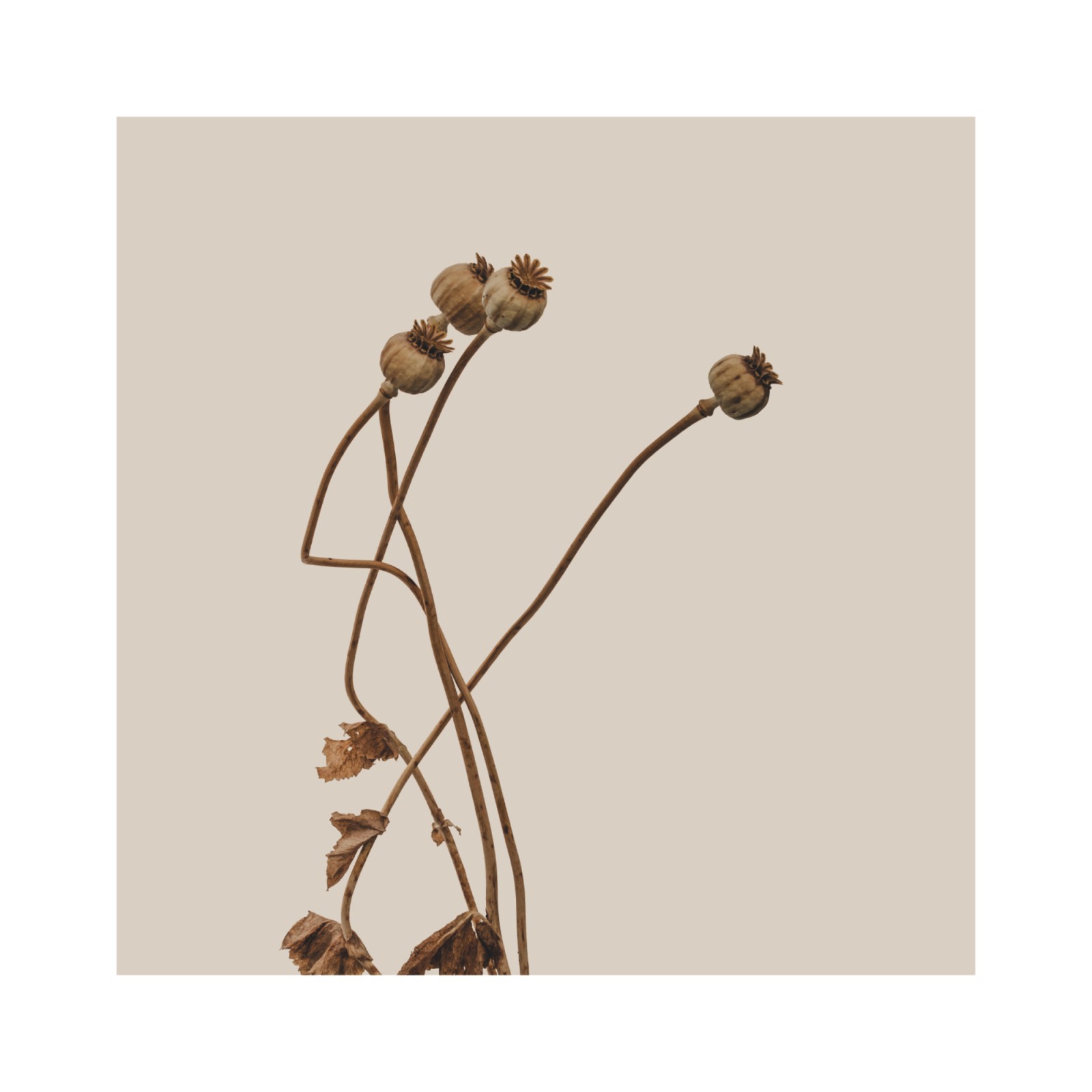 item preview