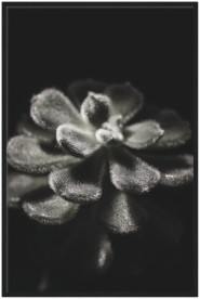 item preview