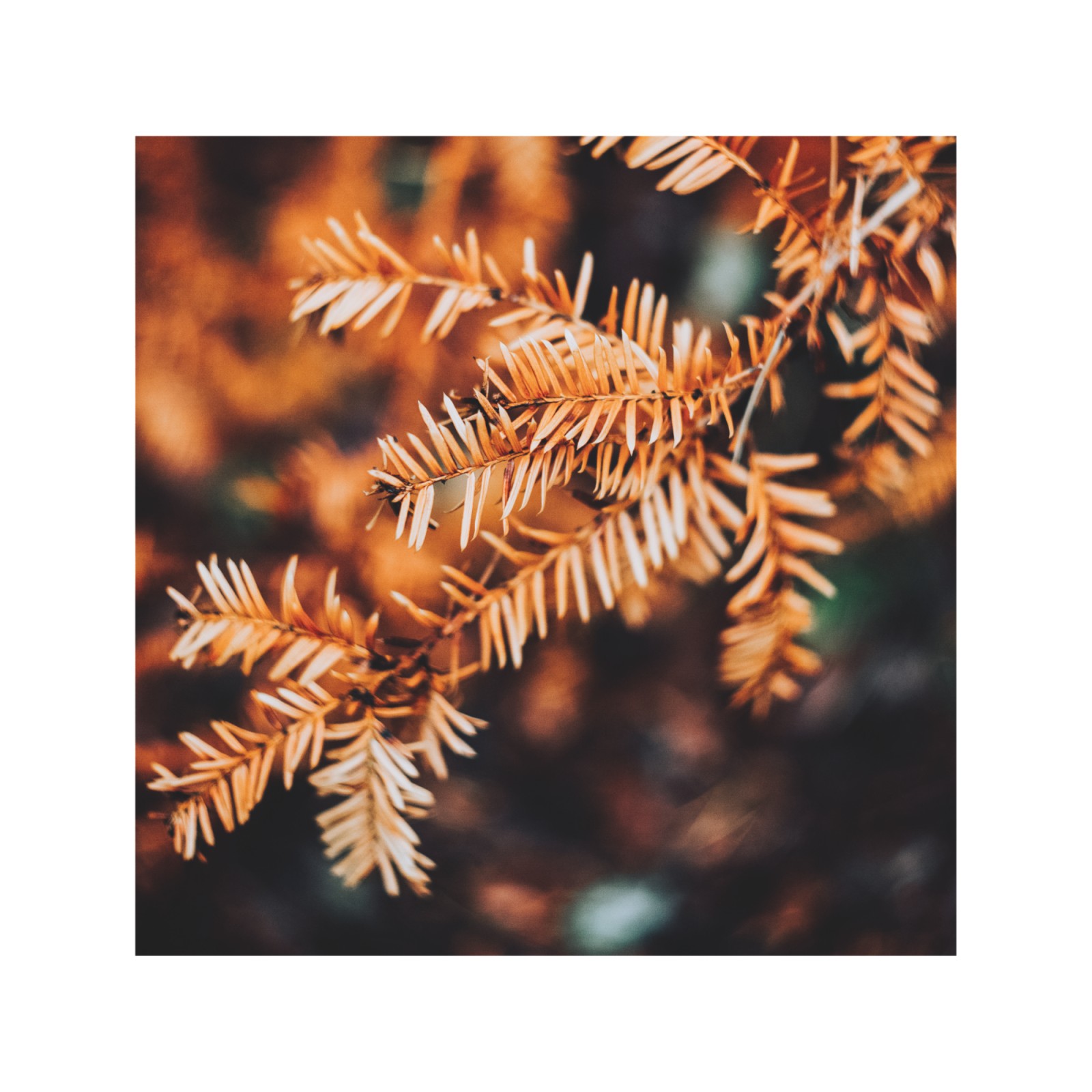 item preview