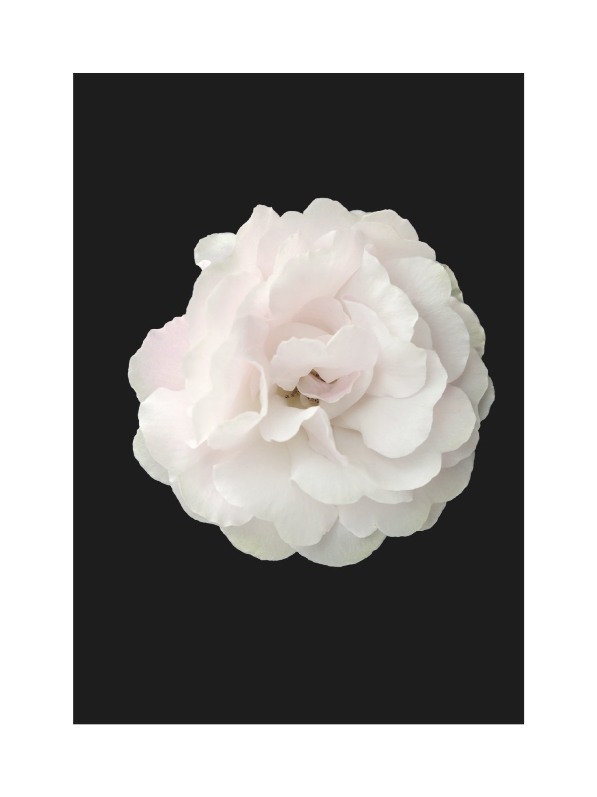 item preview
