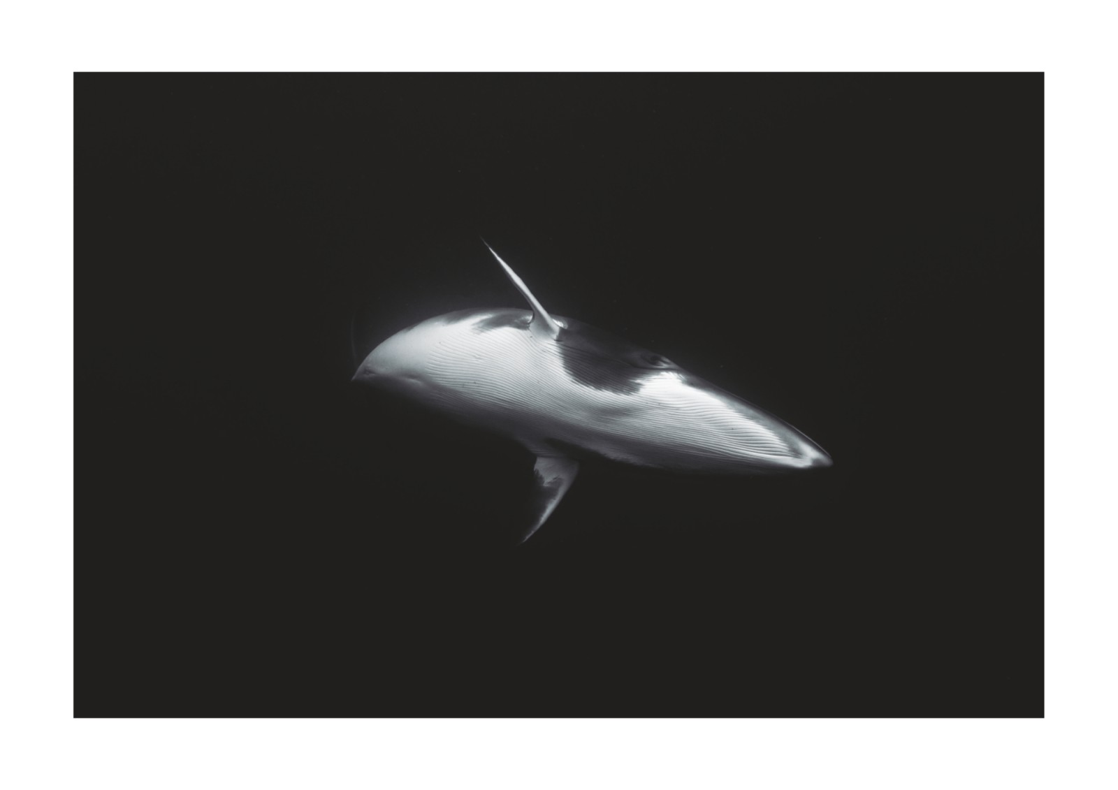 item preview