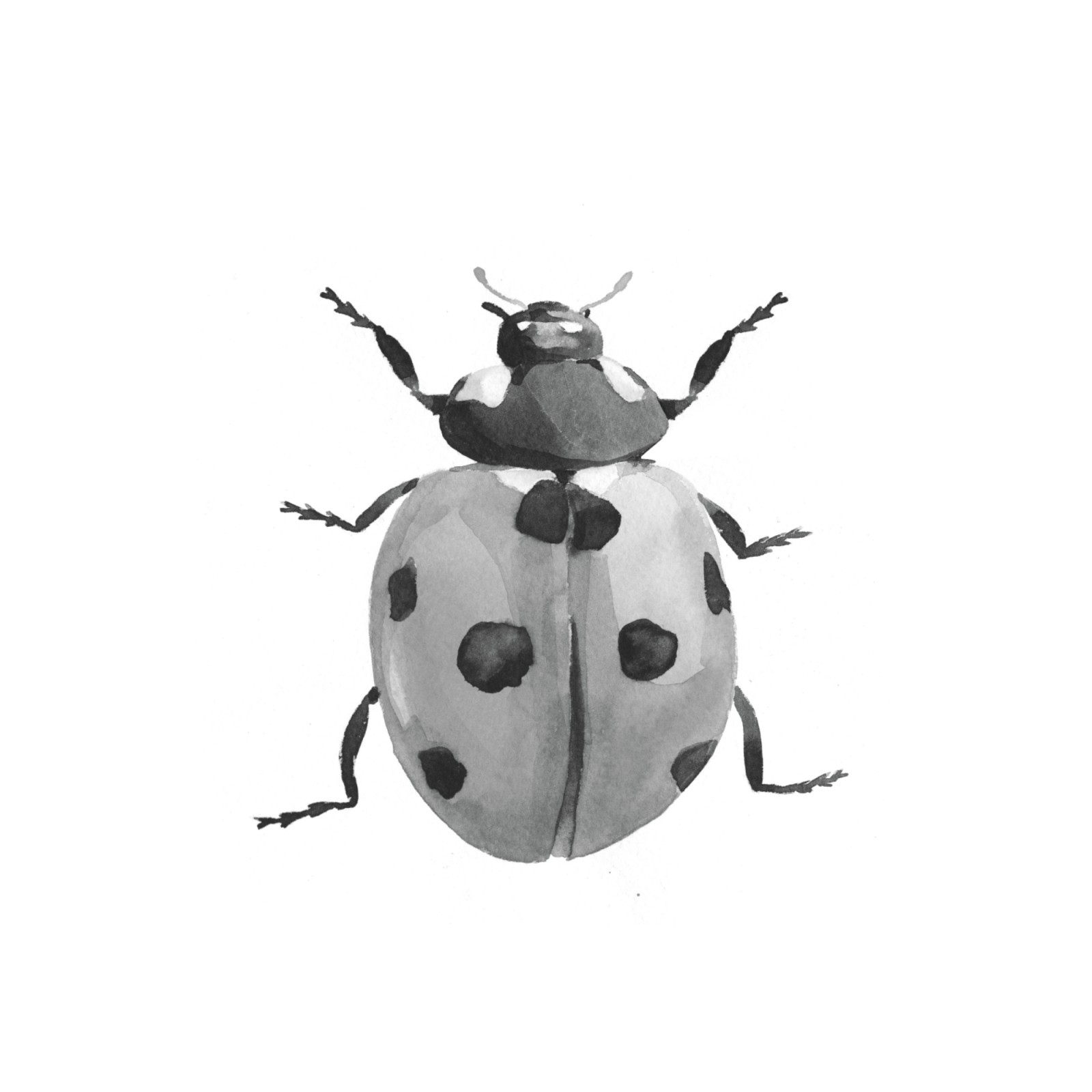 item preview