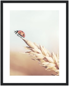 item preview