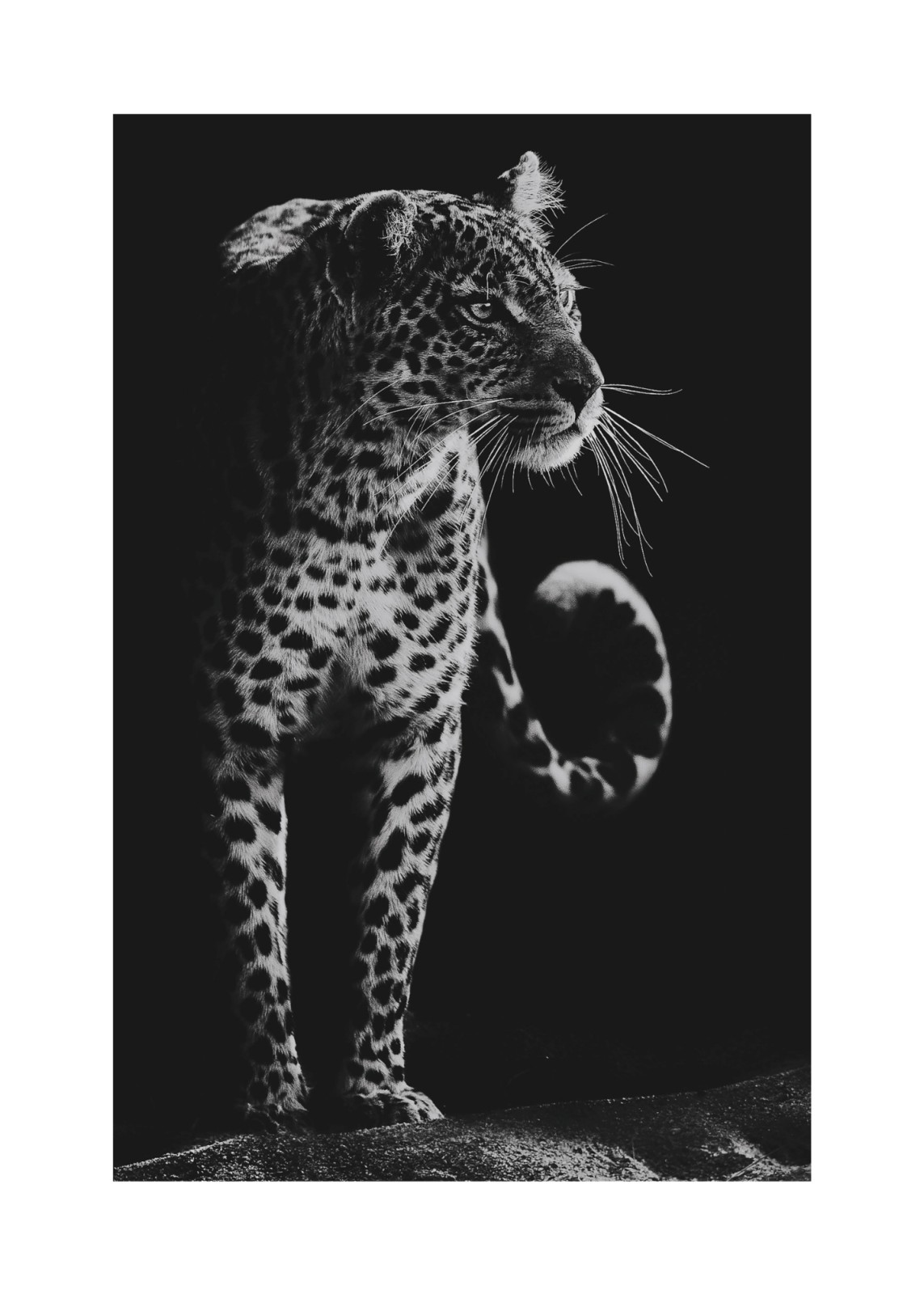 Monochrome Leopard | Studio Selection Poster