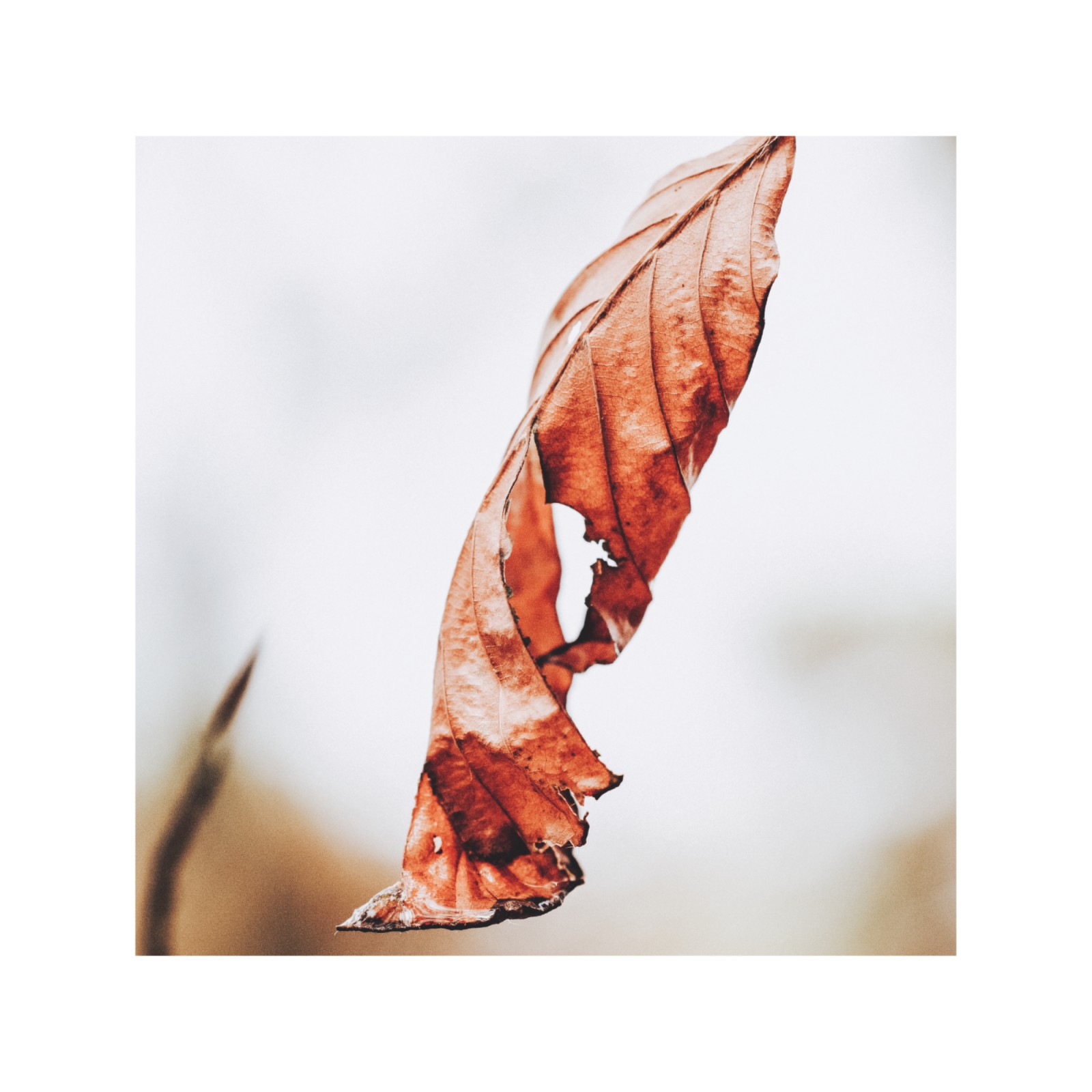 item preview